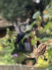 Araneus diadematus
