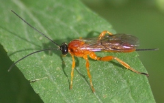 Theronia