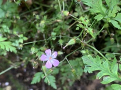 Geranium robertianum