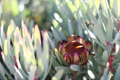 Protea acuminata