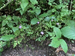 Geranium robertianum
