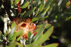 Protea acuminata