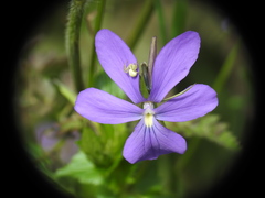 Viola cornuta