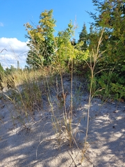 Sporobolus rigidus magnus