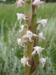 Satyrium longicauda longicauda