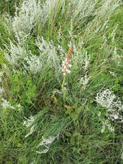 Satyrium longicauda longicauda
