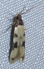 Taygete decemmaculella