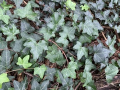 Hedera helix