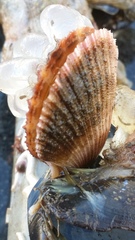 Chlamys hastata