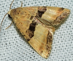 Pseudozarba bipartita