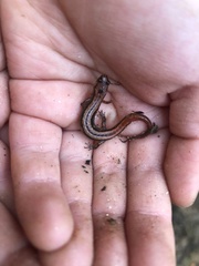 Desmognathus aeneus