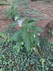 Impatiens glandulifera