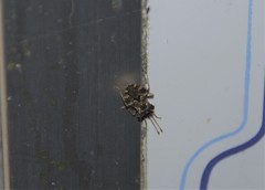 Centrocoris variegatus