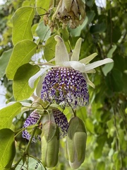 Passiflora actinia