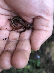 Desmognathus aeneus