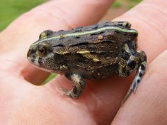 Pyxicephalus adspersus