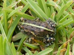 Pyxicephalus adspersus