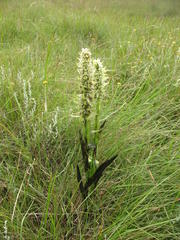 Satyrium trinerve