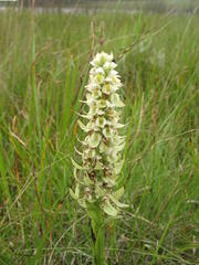 Satyrium trinerve