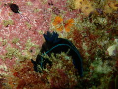 Tambja capensis