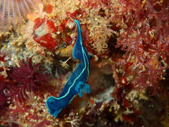 Tambja capensis