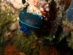 Tambja capensis