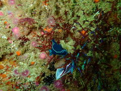 Tambja capensis