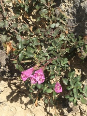 Penstemon richardsonii dentatus