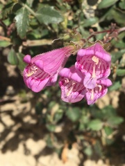 Penstemon richardsonii dentatus