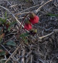 Hermannia coccocarpa