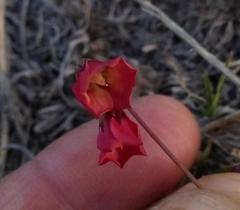 Hermannia coccocarpa