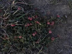 Hermannia coccocarpa