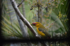 Pteroglossus bailloni