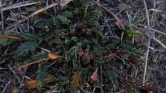 Hermannia coccocarpa