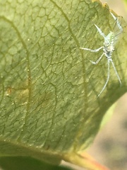 Calaphidina