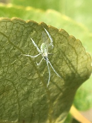 Calaphidina