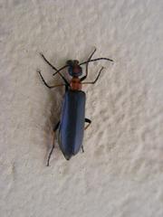 Lydomorphus bisignatus