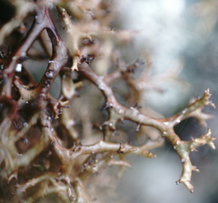 Cetraria muricata