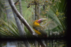 Pteroglossus bailloni