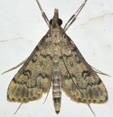 Dolicharthria bruguieralis