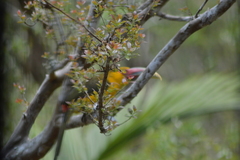 Pteroglossus bailloni