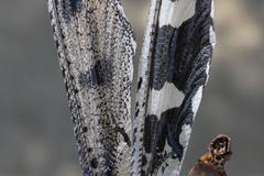 Crambomorphus namibicus