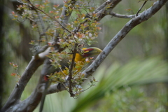 Pteroglossus bailloni