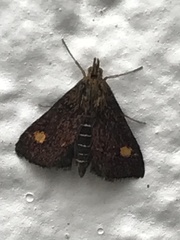 Pyrausta aurata