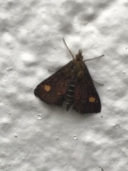 Pyrausta aurata