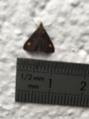 Pyrausta aurata