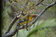 Pteroglossus bailloni