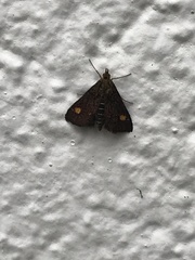 Pyrausta aurata
