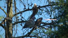 Colius striatus minor