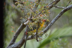 Pteroglossus bailloni